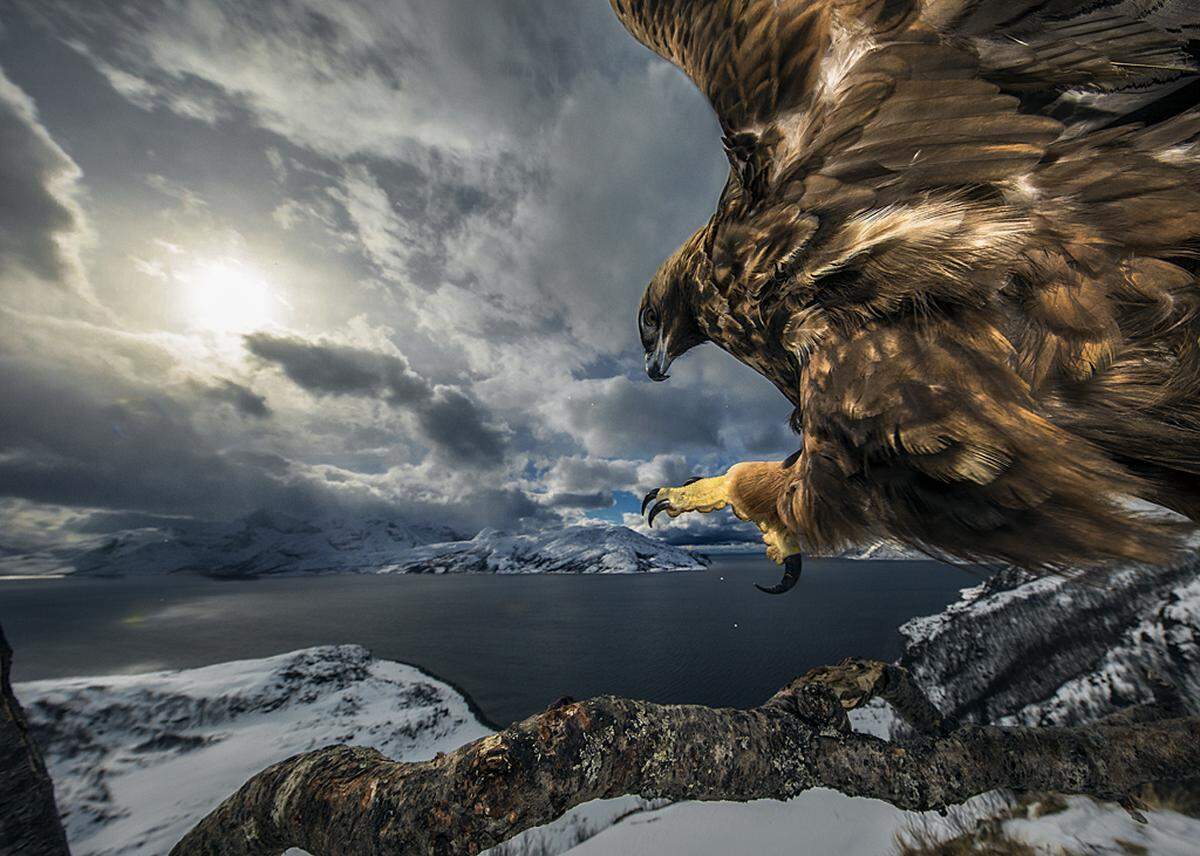 "Land of the eagle" - vorne mit dabei beim "Wildlife Photographer of the Year" ist ein spektakuläres Adlerflugbild vom Norweger Audun Rikardsen.