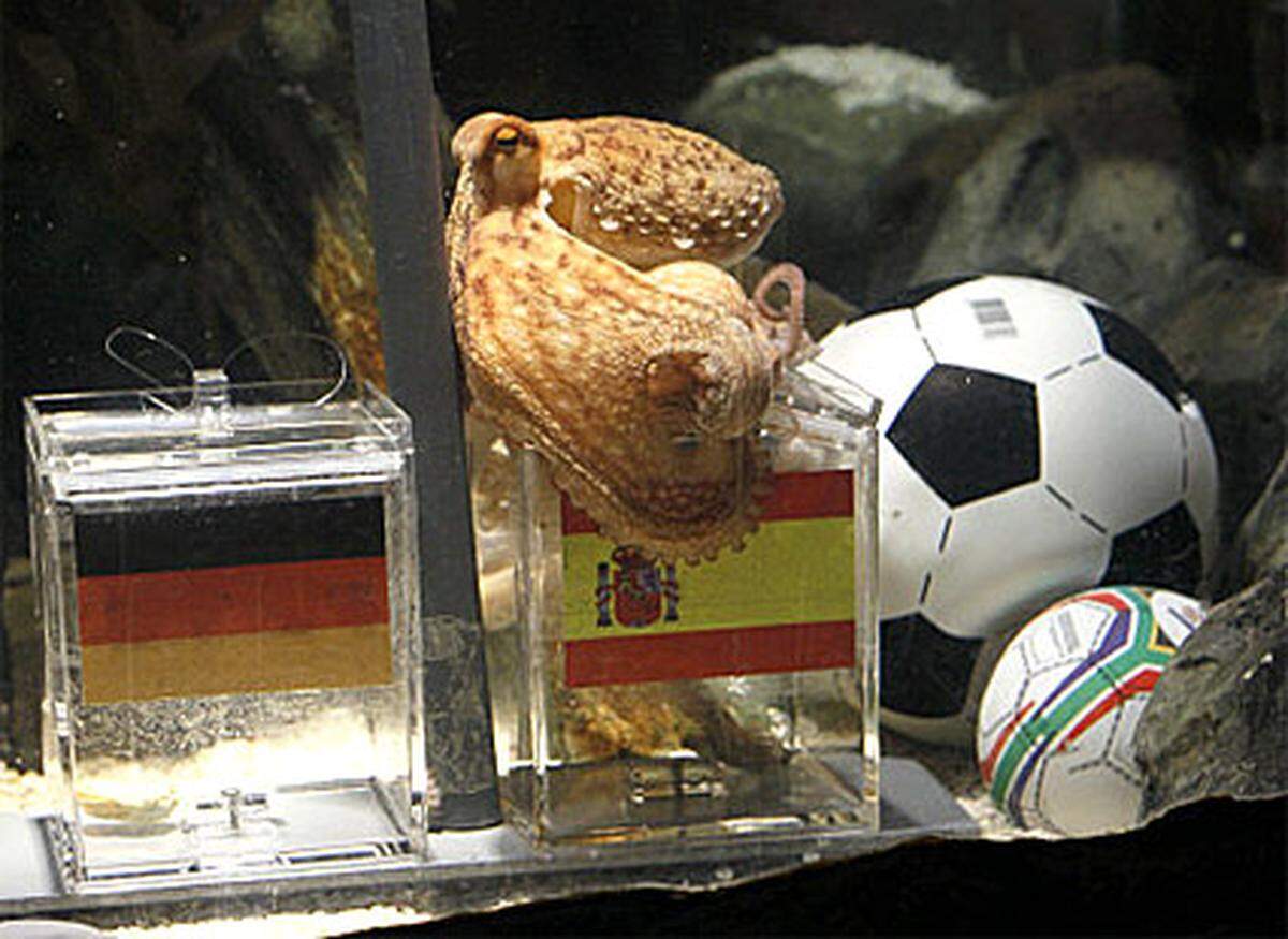 Schon zuvor hatte Octopus Paul alle deutschen Begegnungen der WM in Südafrika richtig "vorhergeschmeckt". Eine einzige Hoffnung blieb den Deutschen nun vor dem Semifinale: Bei der EM 2008 hatte Paul ebenfalls den Ausgang der Spiele richtig vorhergesagt - bis auf das Endspiel. Da hatte Paul auf Deutschland gesetzt, der Sieger war dann aber Spanien. Dennoch musste sich Deutschland diesmal mit 0:1 gegen Spanien verabschieden. Paul hatte also heuer immer Recht.
