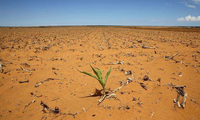 FILE PHOTO: A maize plant is seen at a field in Hoopstad, a maize-producing district in the Free State province, South Africa