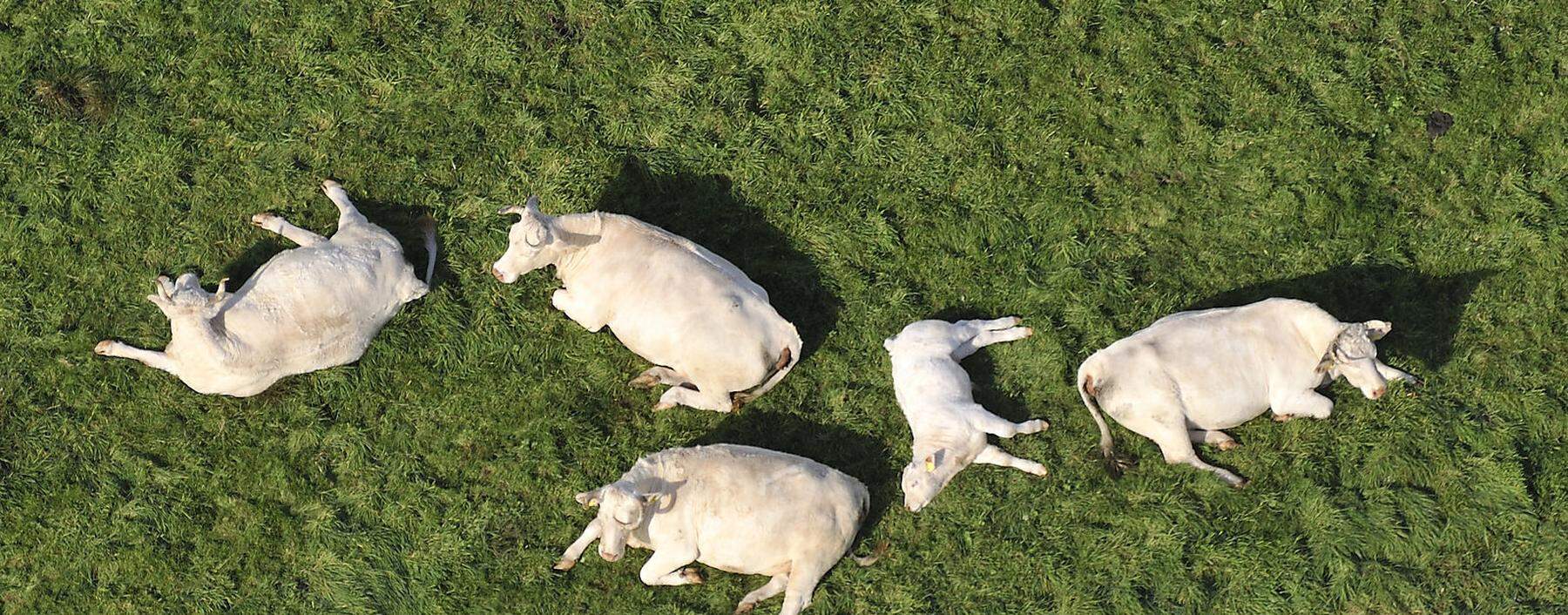 An einem Tag könnten diese fünf Kühe bei der Verdauung pflanzlicher Nahrung bis zu 1500 Liter Methan ausstoßen.