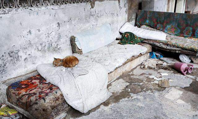 Eine Katze in der verlassenen syrischen Stadt Kafranbel in der umkämpfte Provinz Idlib.