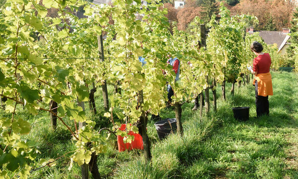 Weinberg (Symbolbild)