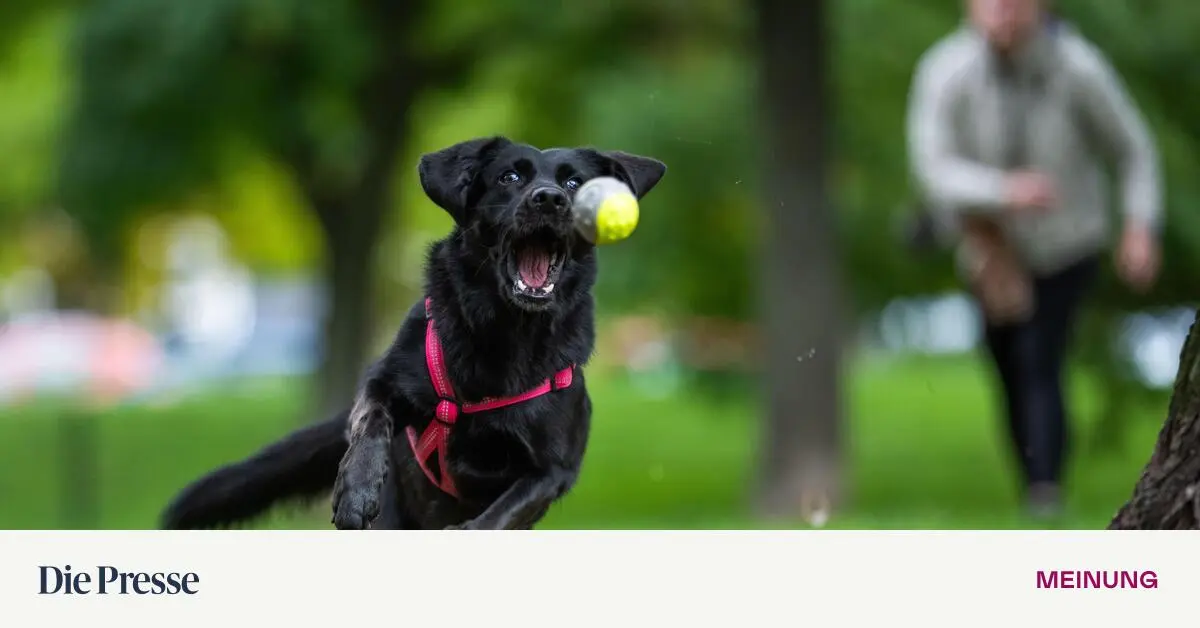 Es-braucht-ein-vern-nftiges-Gesetz-zur-Hundehaltung-premium-