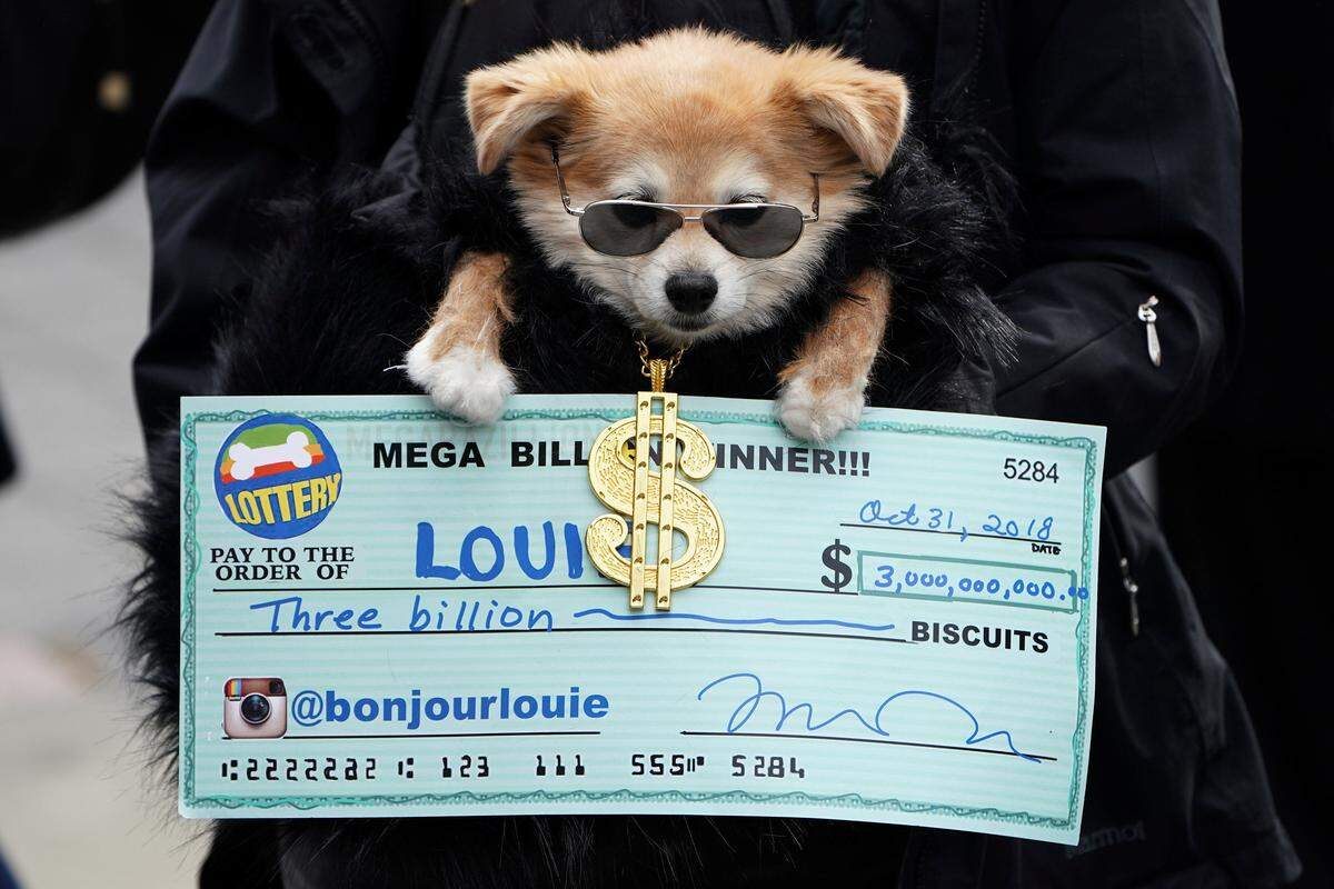 Was für ein Glückspilz: Dieses Hündchen geht als Lottogewinner. Im Pott waren drei Milliarden Hundekekse.