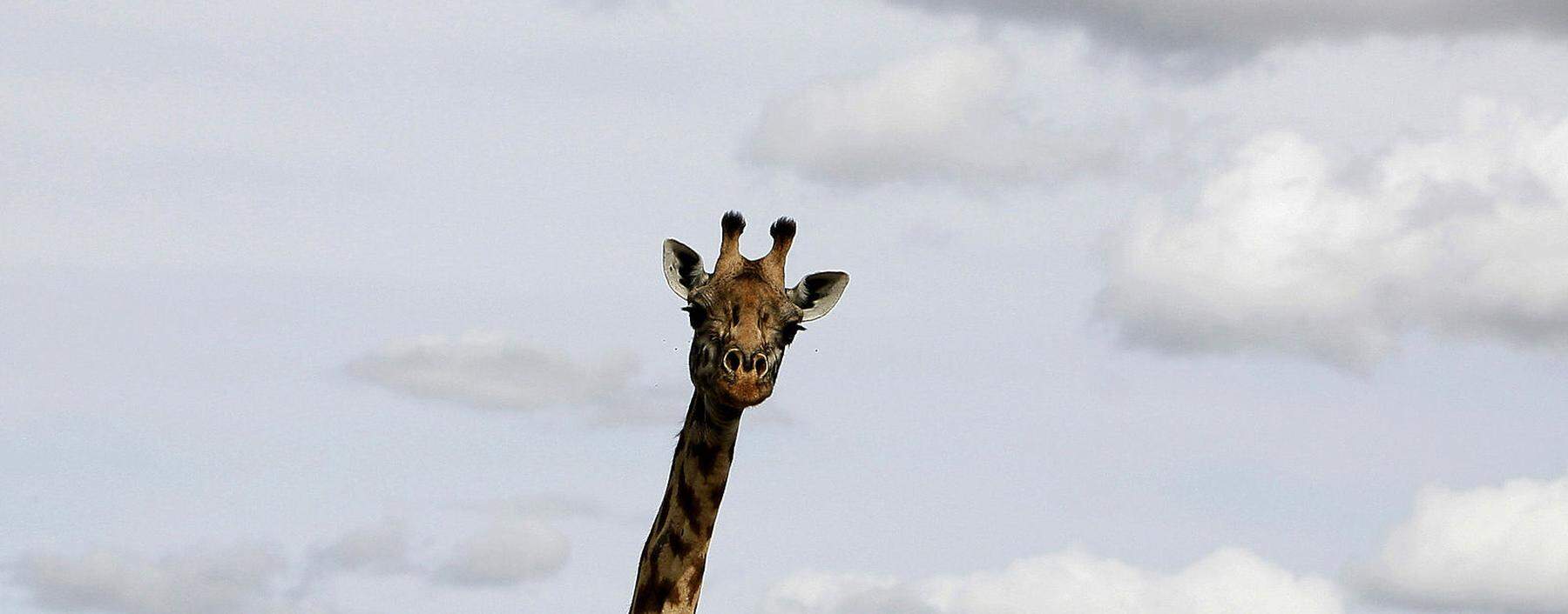Giraffen zählen zu den bedrohten Arten. Jetzt wollen mehrere Länder in Afrika ihren Schutz vorantreiben.