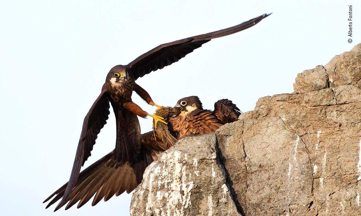 Die weiteren Siegerbilder: Alberto Fantoni hat einen Moment der Fütterung einer Falkenmutter auf Sardinien fotografisch festgehalten.