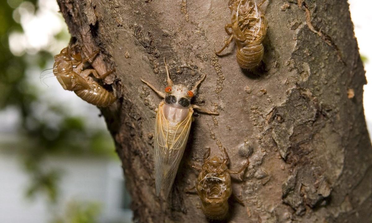 Cicadas in America.