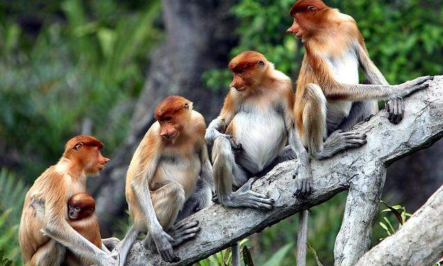 Gemütlich: Affen auf dem Baumstamm