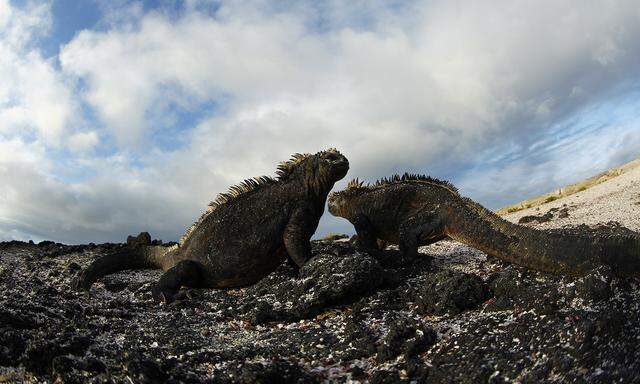 Seit einer Million Jahren entstehen auf Galapagos regelmäßig neue Inseln. Die jüngste ist 30.000 Jahre alt, dort finden fast jährlich Vulkanausbrüche statt. 