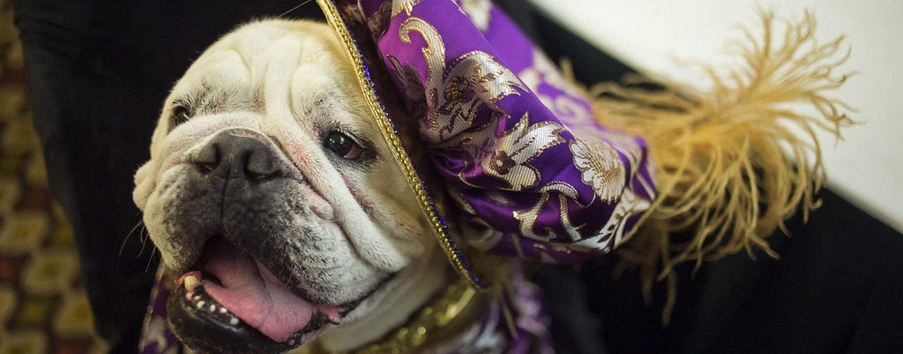 A dog is pictured during the 2014 New York Pet Fashion Show