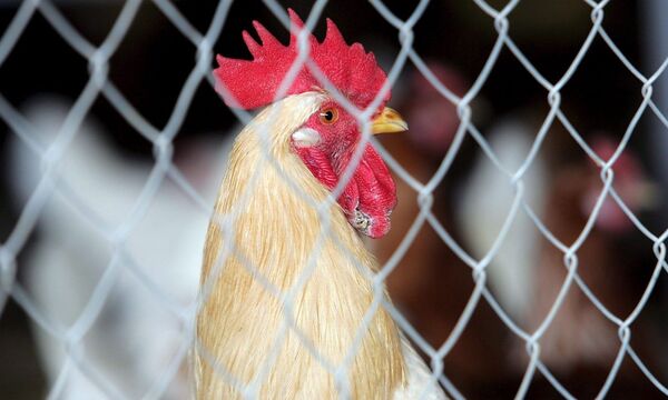 Corona-Ausbruch in einer weiteren Fabrik