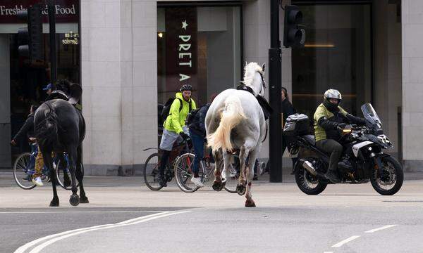 Zwei Pferde rasen durch die Straßen Londons in der Nähe von Aldwych.