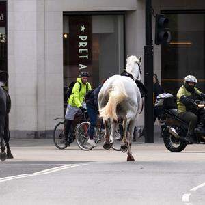 Zwei Pferde rasen durch die Straßen Londons in der Nähe von Aldwych.