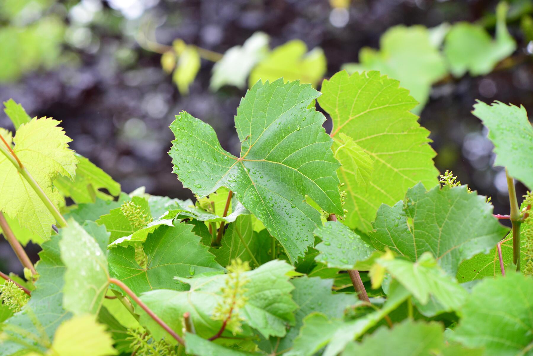 The Right Time for Summer Pruning of Grapevines