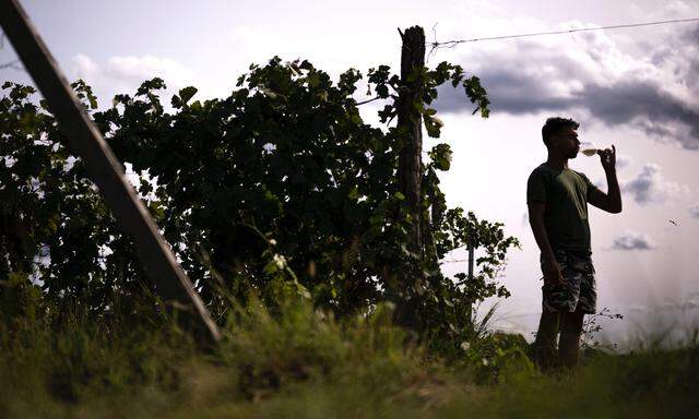 Die italienische Weinproduktion ist auf rund 44 Millionen Hektoliter gesunken