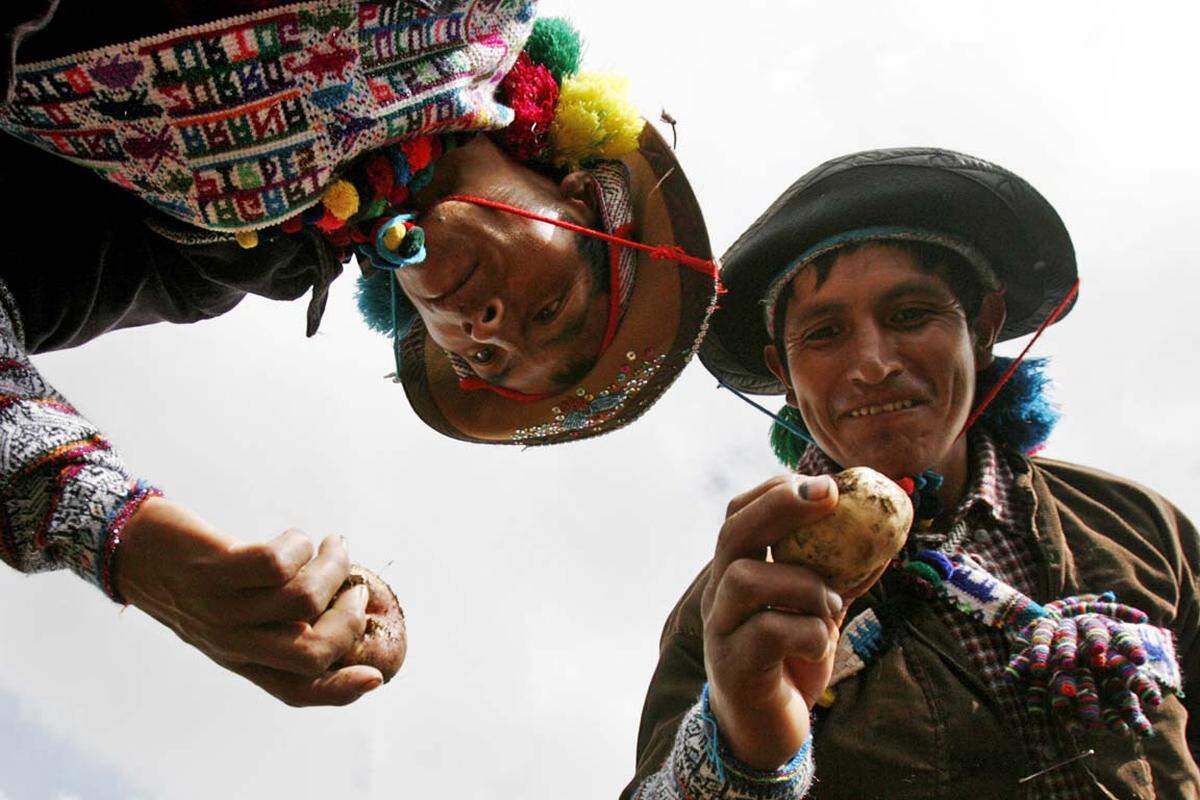 Seit 5000 Jahren bauen die Indianer Kartoffeln an - nun hat ihnen das UN-Tribunal für Geistiges Eigentum als Anerkennung für die Kultivierung der Nutzpflanze ein Prozent des jährlichen Umsatzes zuerkannt, berichtet die APA.