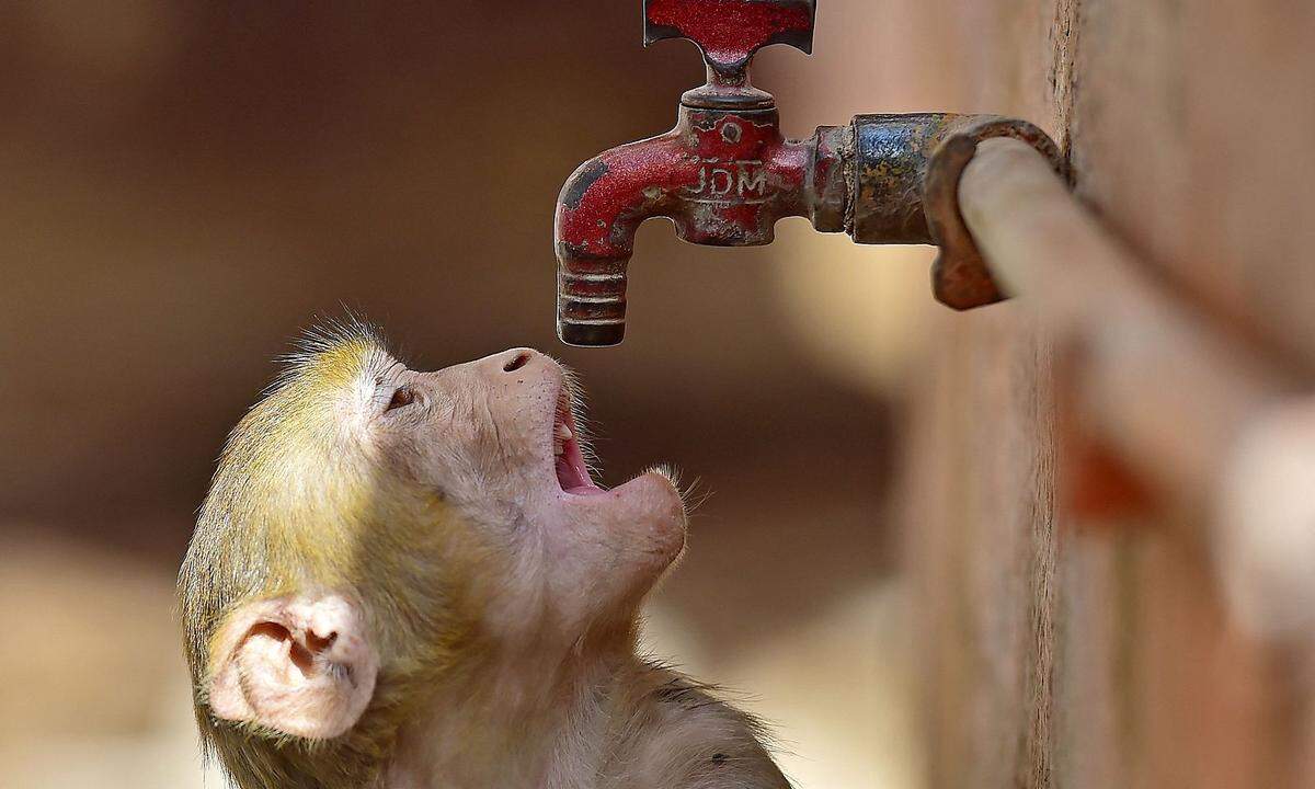 20. Mai. Ein Affe versucht an einem heißen Tag in der indischen Millionenstadt Prayagraj, seinen Durst aus einem Wasserhahn zu stillen.