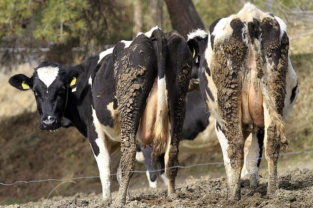 Die Radioaktivität beeinflusst zusehends auch die Landwirtschaft: Bei Milch aus der Umgebung von Fukushima wurde eine überhöhte Strahlenbelastung festgestellt.