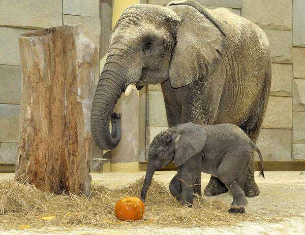 Passend zur Herbstzeit, hat der kleine Elefant Tuluba im Wiener Tiergarten Schönbrunn die Kürbisfrucht kennengelernt.