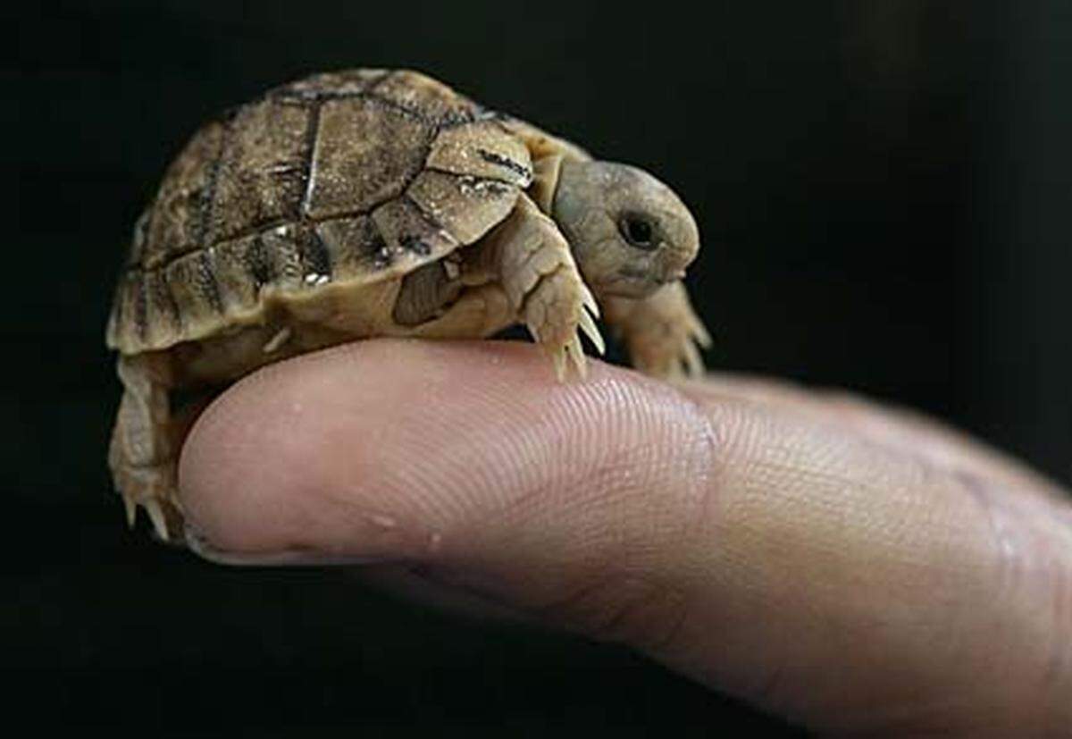 Nicht nur Säugetiere, auch Reptilien stehen auf der Roten Liste der IUCN. Der Name der Ägyptischen Landschildkröte führt in die Irre, da sie in Ägypten schon seit Längerem ausgerottet ist. Sie kommt heute nur noch im benachbarten Libyen vor. Illegaler Handel als Haustier und die Zerstörung des Lebensraumes haben der Art stark zugesetzt. Die Ägyptische Landschildkröte gilt daher als vom Aussterben bedroht. Nur noch 7500 Exemplare gibt es weltweit.