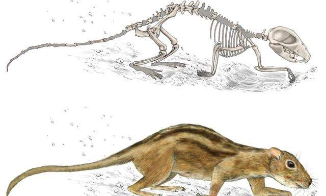 Starke Schultern: Filikomys primaevus, oben als Skelett, unten in einer Zeichnung.