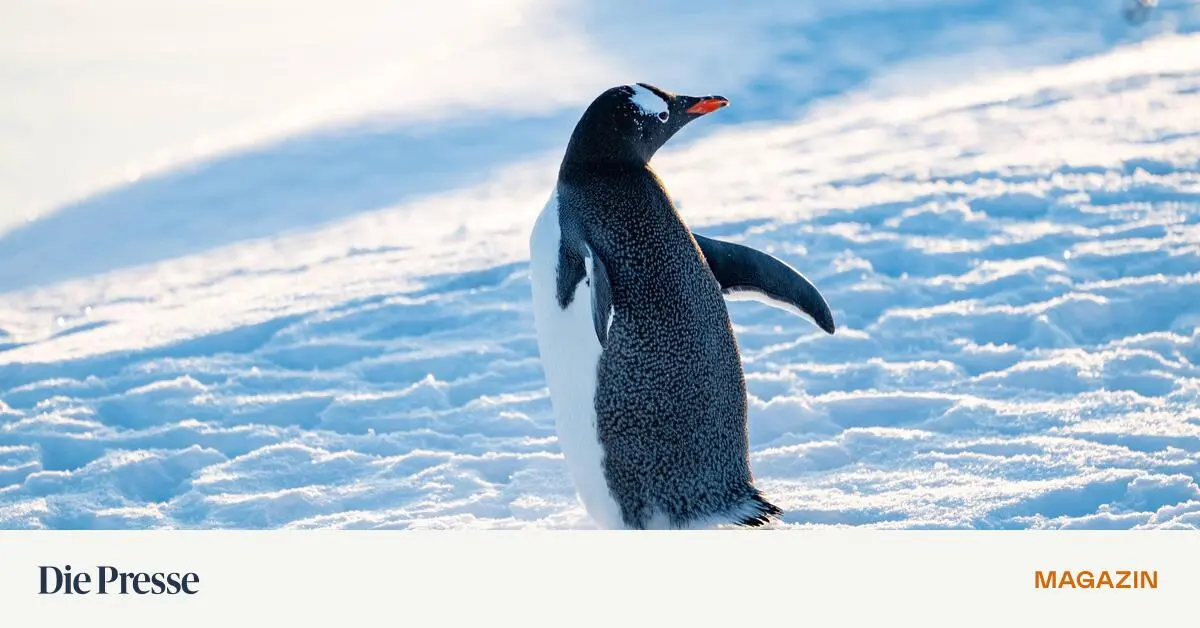 Wer-wissen-will-warum-der-nihilistische-Pinguin-wegl-uft-stellt-die-falsche-Frage-premium-