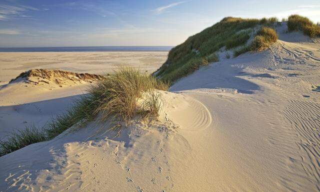 Dünen im Abendlicht mit Blick auf den Kniepsand und das Meer, Deutschland, Schleswig-Holstein, Nordfriesland, Amrum dun