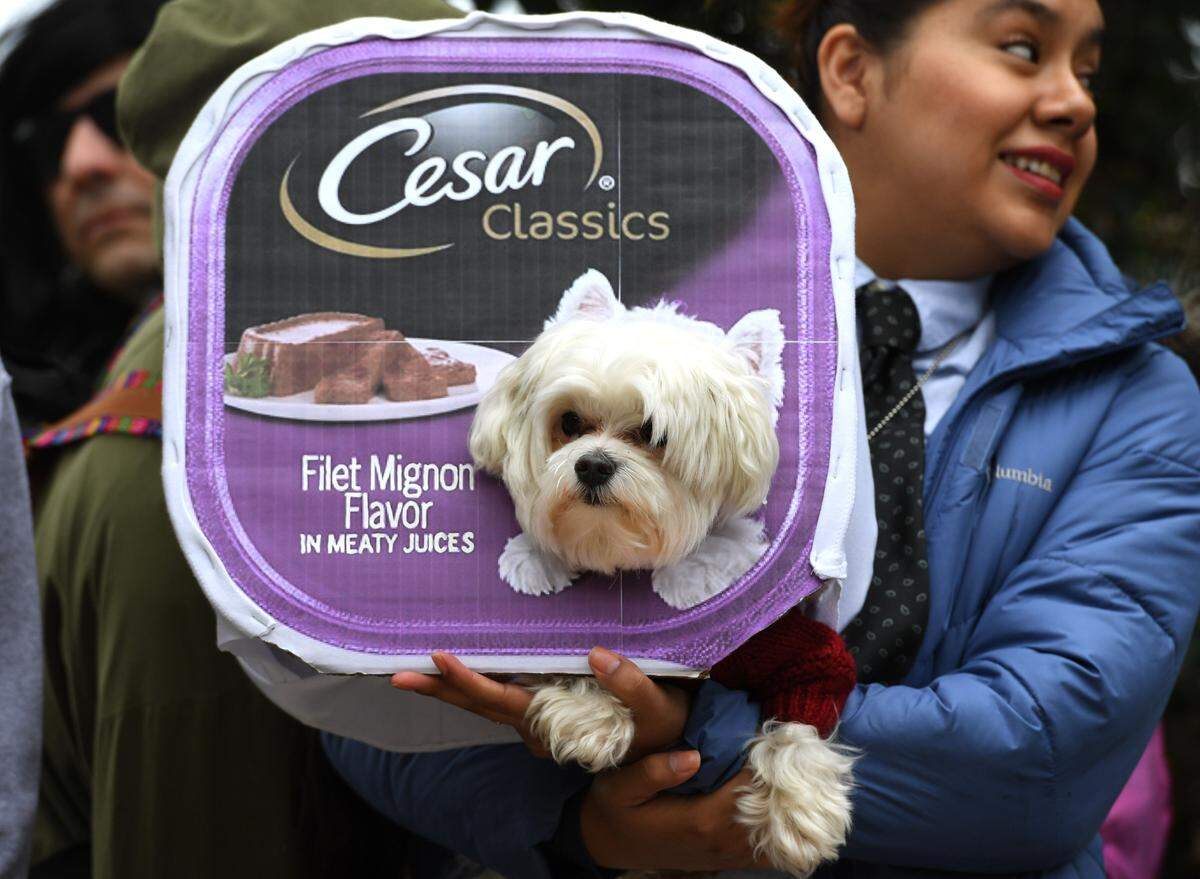 Ein West Highland Terrier macht für das Hundefutter der Marke Cesar Werbung. In die Fußstapfen des Models trat dieser Vierbeiner.