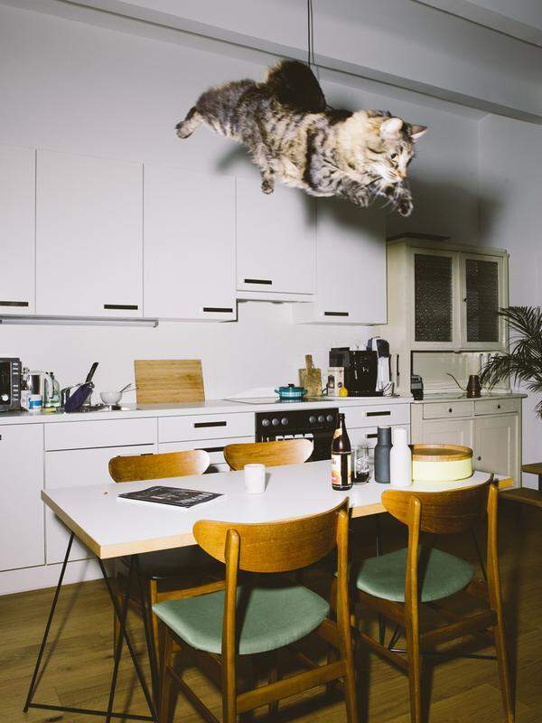 Er hat mehrere Dutzend gewöhnliche Hauskatzen beim Sprung durchs Zimmer fotografiert. Etwa Dottie, die am liebsten über Gegenstände springt. Sie ist in Gebhart de Koekkoeks Katzenkalender, den der Verlag für moderne Kunst in Wien nun herausgebracht hat, die Katze des Monats Jänner.