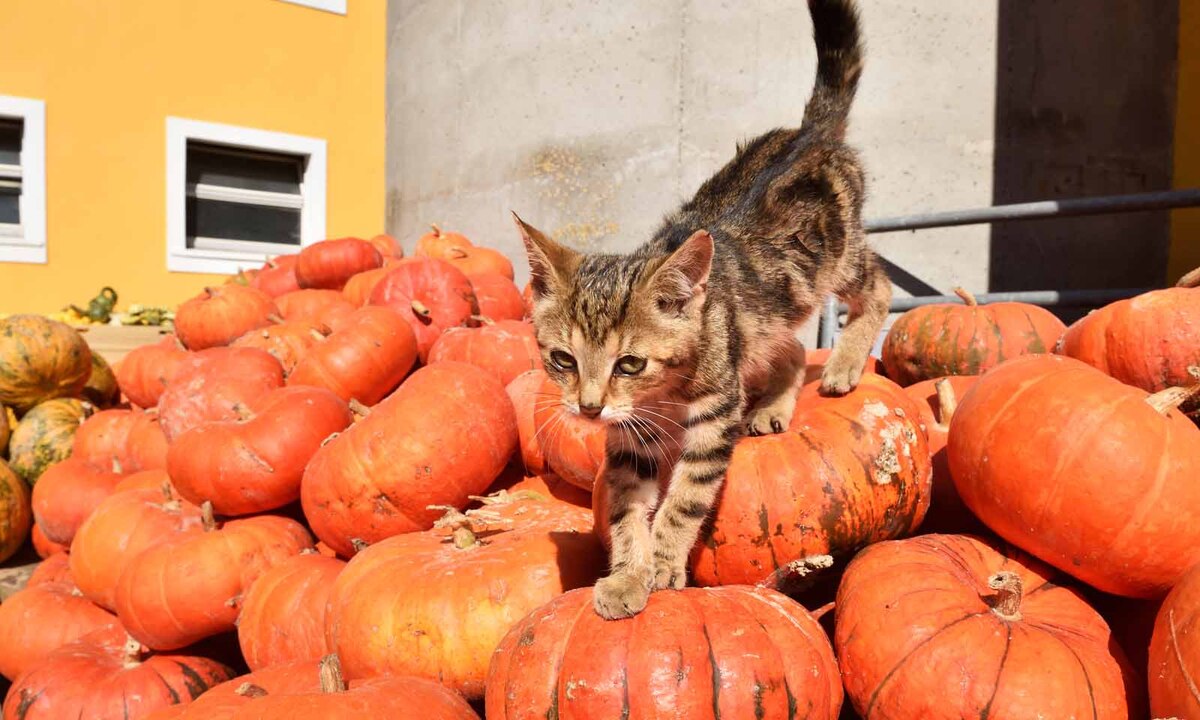 Zu einem richtigen Hof (jener der Familie Metz ist mindestens 300 Jahre alt) gehört auch eine Katze, inklusive Nachwuchs.