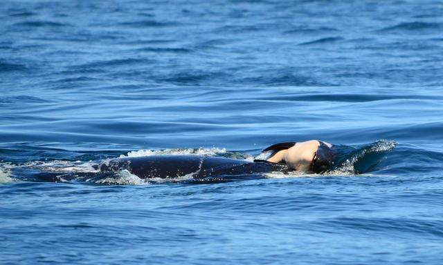 Orca-Mutter "J35" trug und stupste ihr verstorbenes Kalb tagelang durch das Wasser.