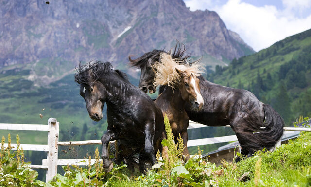 Setzen sie sich wieder stärker durch? Norikerhengste beim Rangordnungskampf auf einer Tiroler Alm.
