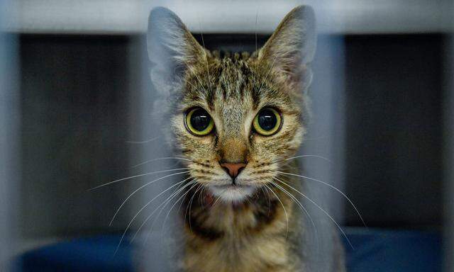 Kein armer schwarzer Kater: Tiere mehrerer Farben und Arten dürfen sich über das Erbe freuen. 