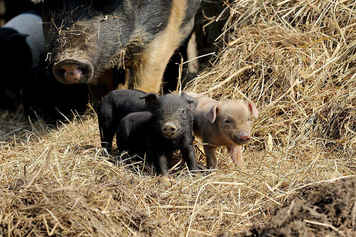 Norbert Hackl züchtet, hält und schlachtet auf seinem Biohof Labonca Schweine der Rassen Duroc und Schwäbisch-Hällisch.Text: ks