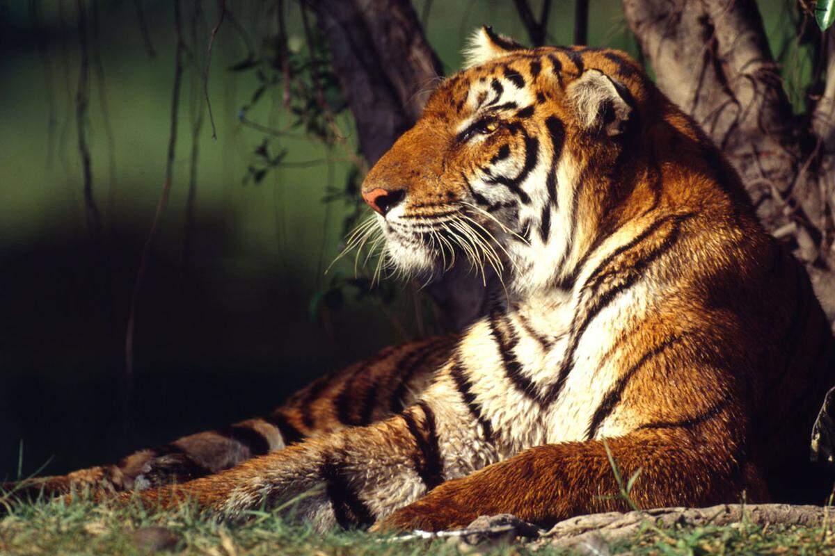 Bengalischer Tiger: Die umfassenden Programme in den 15 Schutzgebieten im Teraigebiet von Nepal und Indien zeigen Wirkung. In den Nationalparks in Südnepal hat die Zahl der wild lebenden Tiger in den letzten vier Jahren um fast zwei Drittel auf 198 Tiere zugenommen.