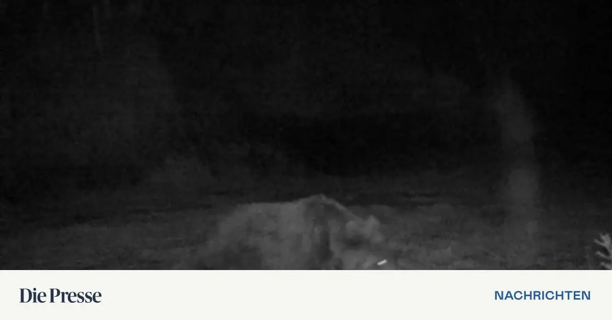 B-r-von-Wildtierkamera-in-Tirol-aufgenommen