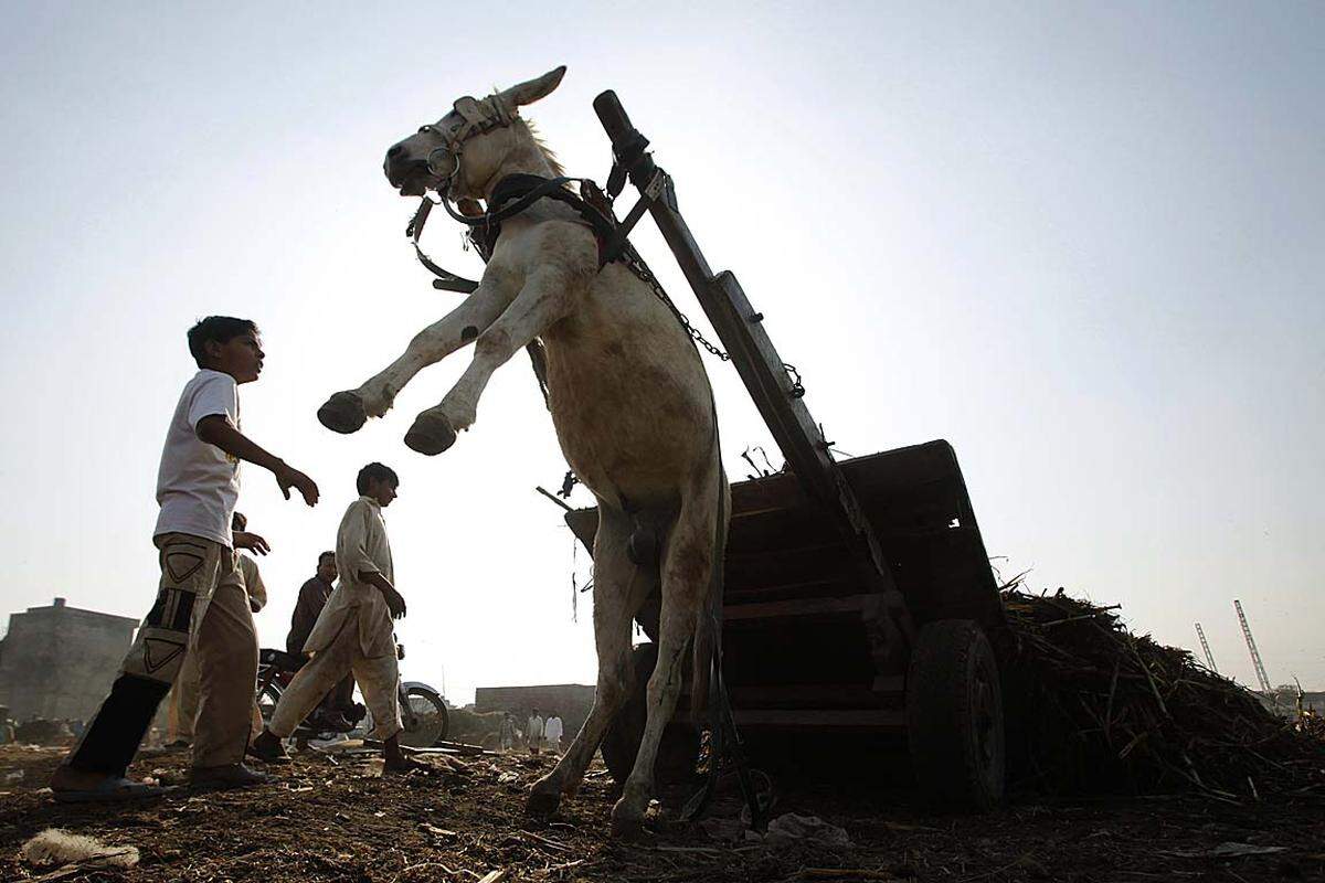 Zu viel Ballast für einen einfachen Eselkarren: Ein Bub geht zu einem Esel, während dessen Besitzer auf dem Müllplatz in Lahore Abfälle abladet.