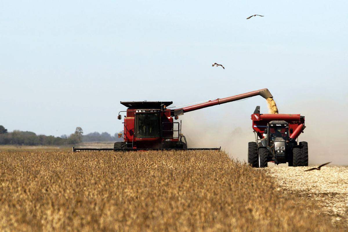 Bevor das Steak aber verpackt werden kann, muss es auch fressen und wachsen. Drei Viertel aller agrarischen Nutzflächen der Welt werden mittlerweile in irgendeiner Form für die Tierfütterung beansprucht. Auch wenn man sie effizienter für die Produktion menschlicher Nahrungsmittel nutzen könnte.