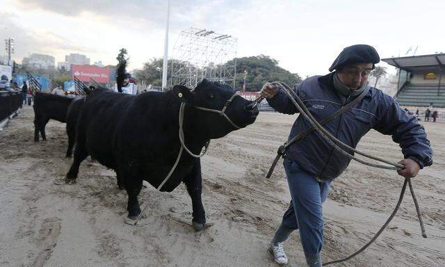 An Aberdeen Angus breed bull is led into a corral ahead of the 129th annual Argentine Rural Society's Palermo livestock and agriculture camp exhibition in Buenos Aires