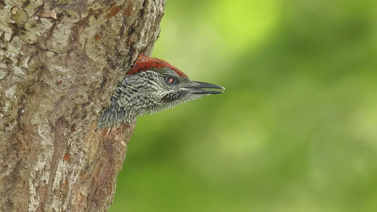 Woodpecker apparently shot dead in the Ried district