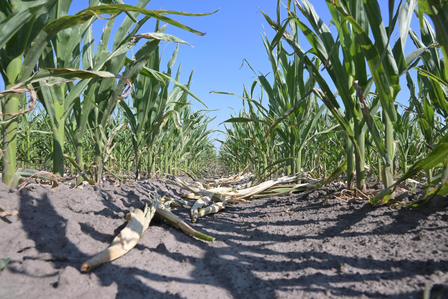 Drought aid package for farmers: SPÖ and Neos oppose 'over-subsidization' and 'symptom management'