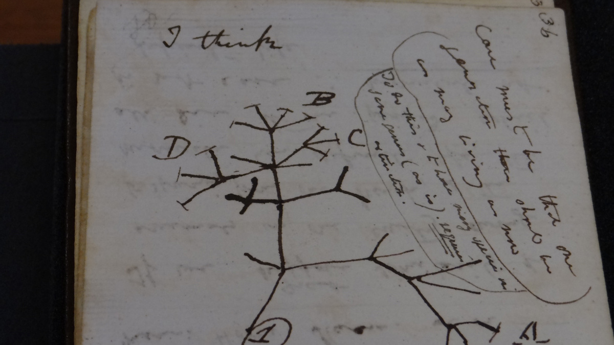 In einem der Notizbücher befindet sich eine wissenschaftlich bedeutsame Skizze. 