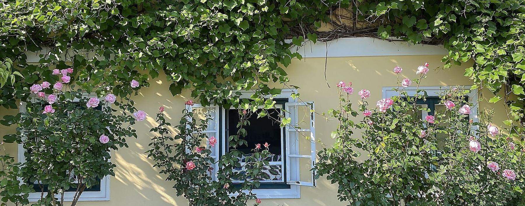 Wein und Rosen beim alten Bauernhaus.