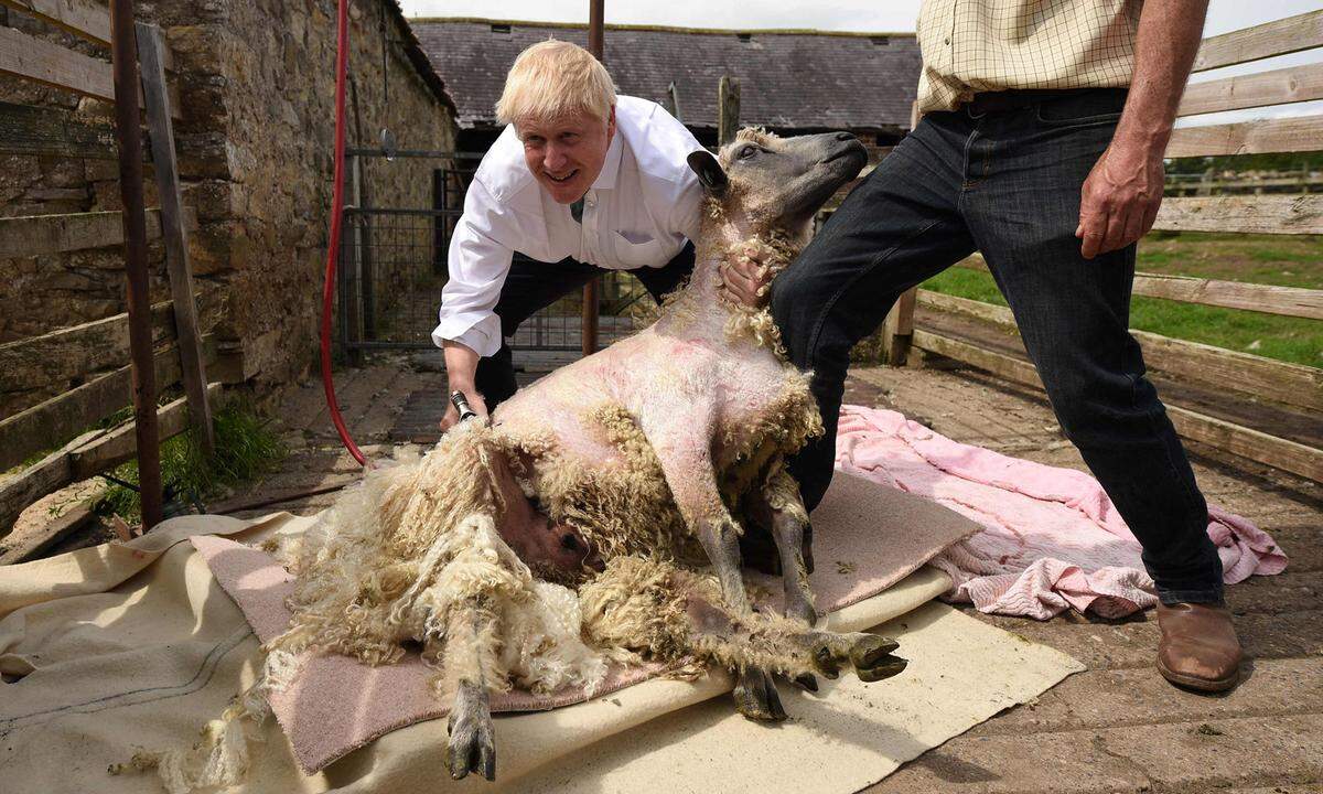 Boris Johnson beim Schaf schären im Wahlkampf um den Parteivorsitz im Juli 2019.