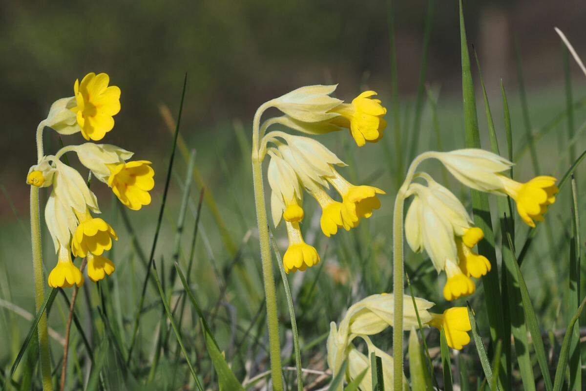 Mit der Wiesen-Schlüsselblume wurde ein Frühlingsbote vom Naturschutzbund zur "Blume des Jahres" erhoben. Etwa um die Osterzeit schmücken sie zwar zahlreich trockene Wiesen und lichte Wälder auf kalkhaltigen Böden, doch durch intensive Nutzung von Grünland, Düngung, und auch die Umwandlung in Ackerland wird sie an vielen Orten seltener, so der Naturschutzbund. Mit der Wahl wird nun für einen schonenden Umgang mit den Lebensräumen der Schlüsselblume geworben.