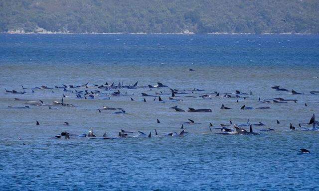 Die gestrandeten Wale in der Bucht von Macquarie Harbour.