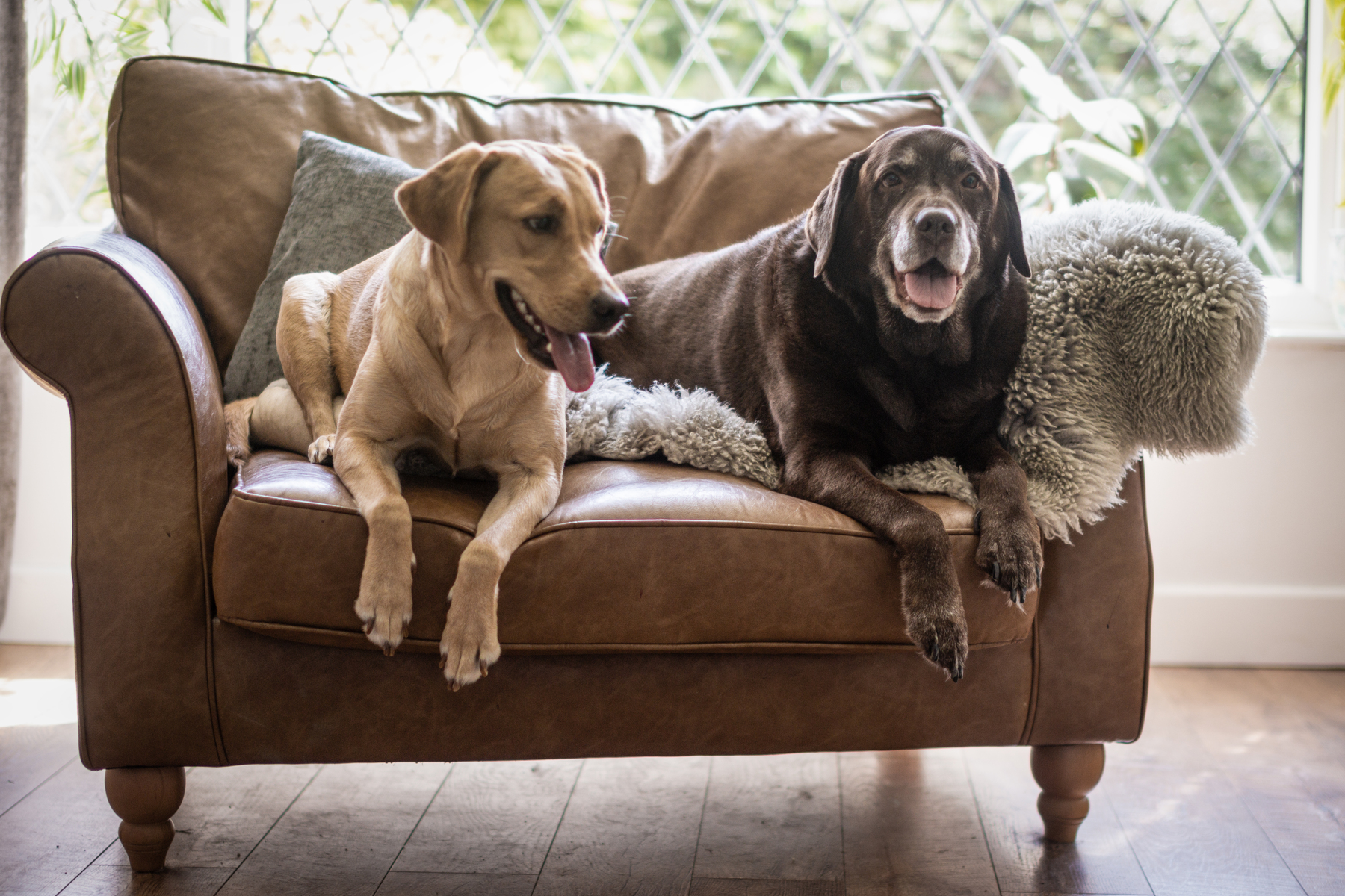 Dog Hair vs. Home Decor: A Stylistic Dilemma