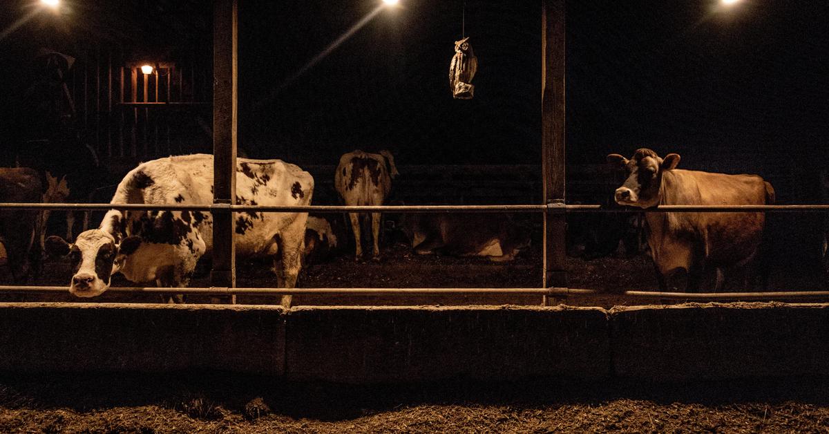 USA: Fourth person sickened after contact with dairy cows.