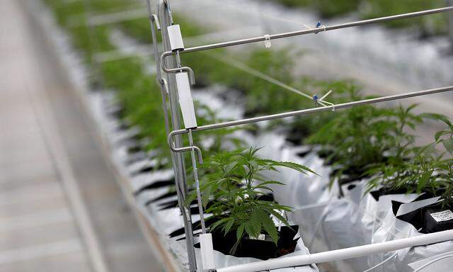 FILE PHOTO: Cannabis plants grow inside the Tilray factory in Cantanhede