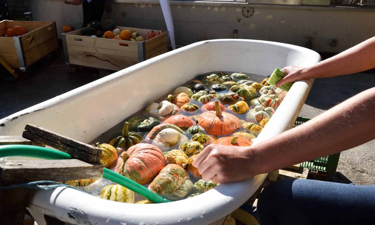 Jeder Kürbis muss nach der Ernte gewaschen werden. Früher wurde das ausschließlich in einer alten Badewanne gemacht. Heute werden in ihr nur die besonders empfindlichen Exemplare gewaschen.